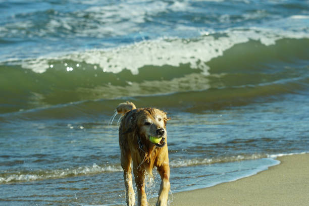 istock Golden Retriever Playing at Beach in Sand and Surf. 1195951473