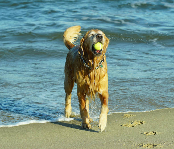istock Golden Retriever Playing at Beach in Sand and Surf. 1195951486