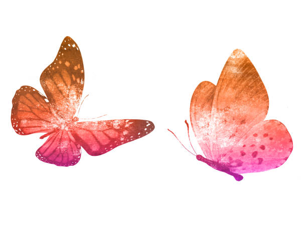 Two watercolor butterflies isolated on a white background. Two watercolor butterflies isolated on a white background. template for design drawing of spring free stock pictures, royalty-free photos & images