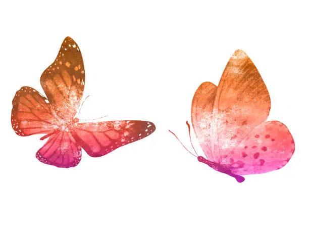 Photo of Two watercolor butterflies isolated on a white background.