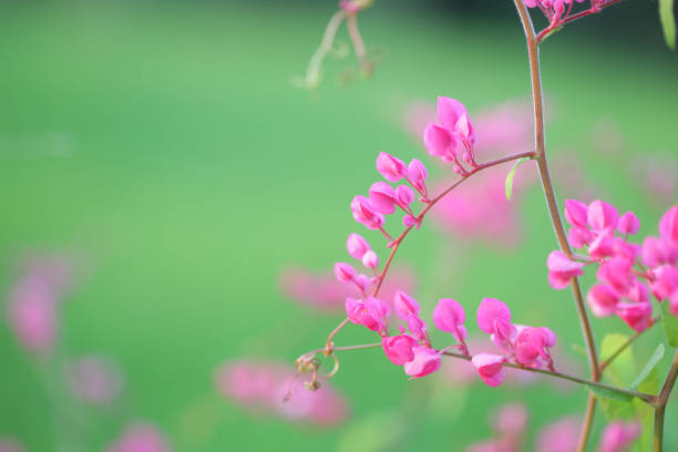 Bright pink wildflowers bloom amidst rich green foliage, capturing nature's beauty in Denmark.