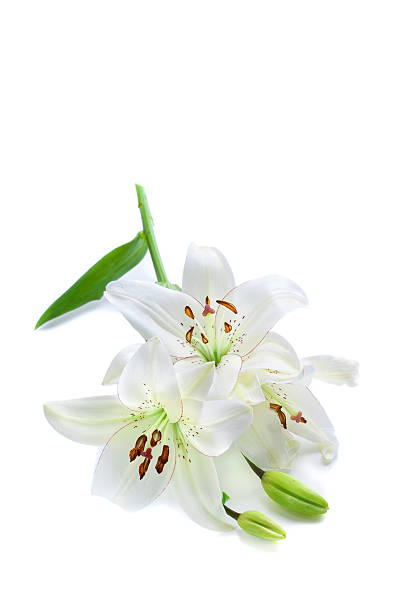 istock Lily branch, isolated on white 119595339