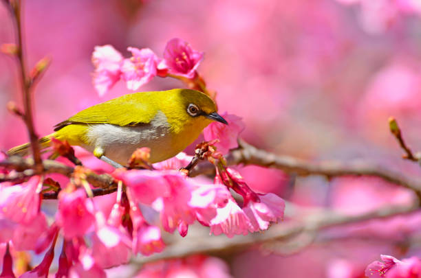 istock Bird, morning, blurred pink background 1195954036