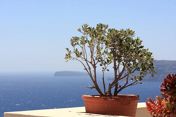 Orange blossom, detail in Oia village, Santorini island, Greece. Shallow DOF