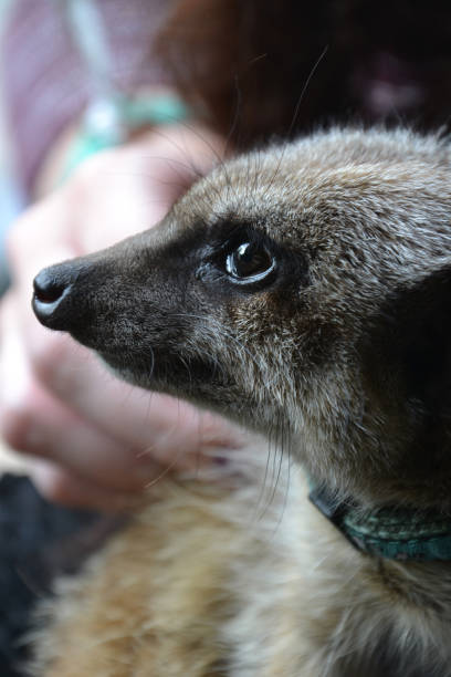 istock Eager meerkat's head, with human hand in background 1195958103