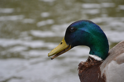 A terrifying male (drake) Mallard duck (Anas platyrhynchos) with lots of visible sharp teeth. Green head and fluffy feathers.