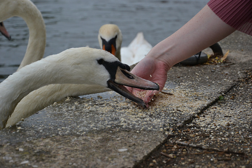 a girl feeds two swans in a lake