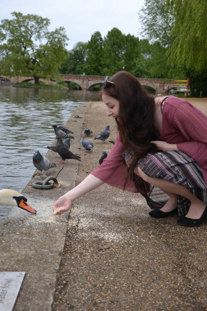 Fashionable young lady hand feeding swans A long haired brunette young lady, fashionably dressed, feeds porridge oats to a Mute Swan (Cygnus olor) on a riverbank. Pigeons in the background guzzling stock pictures, royalty-free photos & images