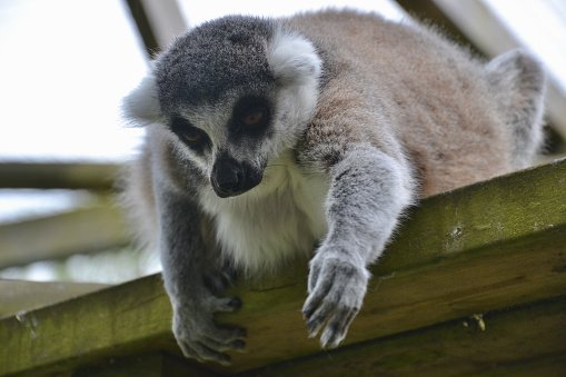 A Ring Tailed Lemur (Lemur catta), leaning over the edge of a platform made of wooden beams, reaching towards the ground with its arms, paws and fingers