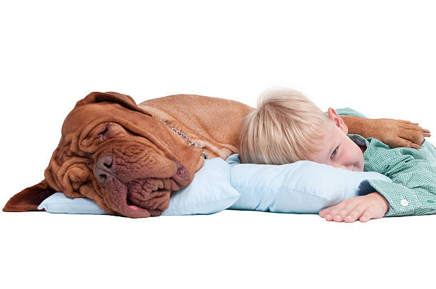 Boy with a dog on the floor stock photo