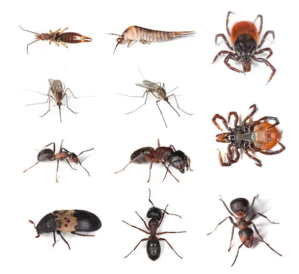 Collection of pests and vermins on human and in humans homes isolated on white background. Macro photo.