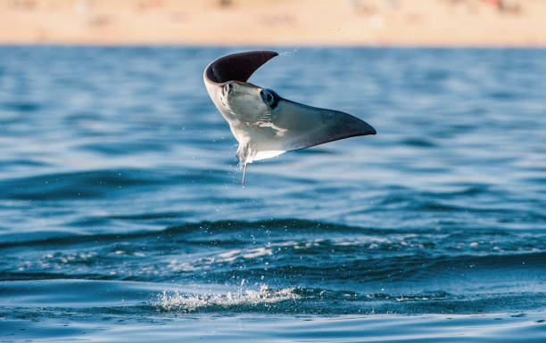 istock Mobula ray jumping out of the water. 1195962802