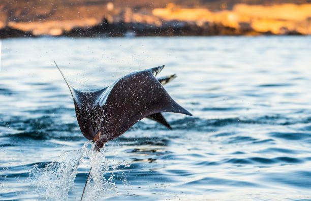 istock Mobula ray jumping out of the water. 1195963401