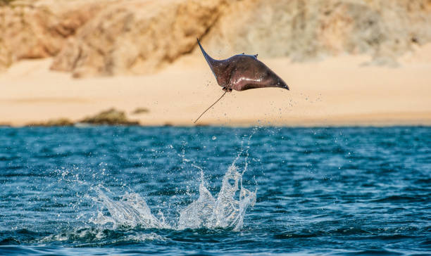 istock Mobula ray jumping out of the water. 1195963465