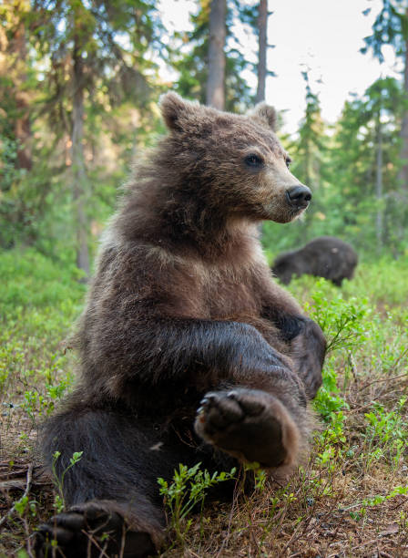 istock Brown Bear in the  summer forest. 1195964217
