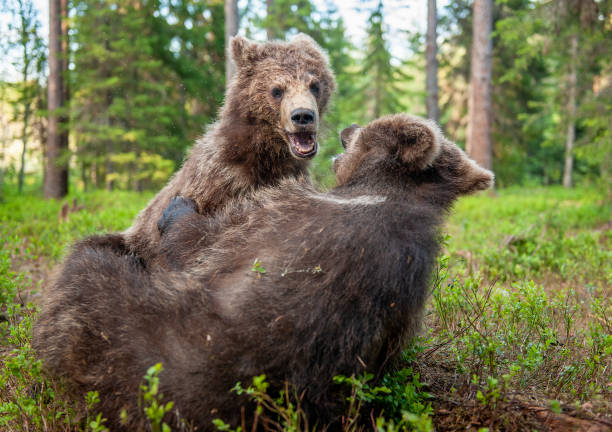 istock Brown Bear in the  summer forest. 1195964219