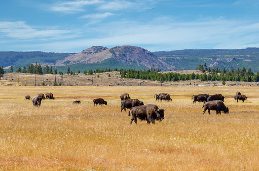 bison grazing at Yellowstone National Park