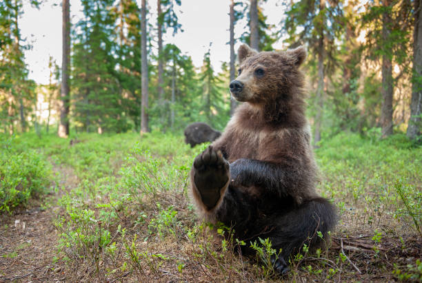 istock Brown Bear in the  summer forest. 1195964914
