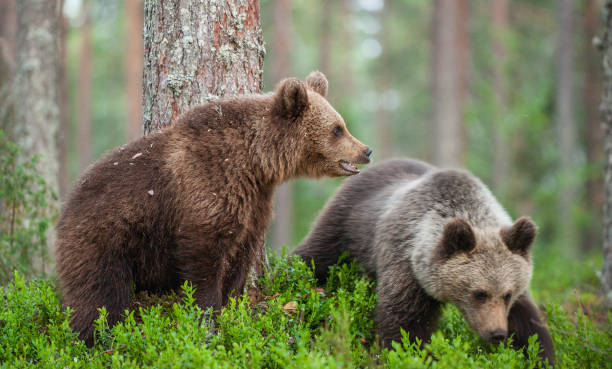 istock Brown Bear in the  summer forest. 1195964995
