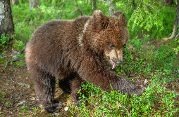 istock Brown Bear in the  summer forest. 1195966361