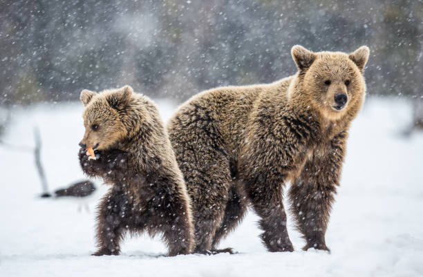 istock She-Bear and Cub on the snow. 1195966388