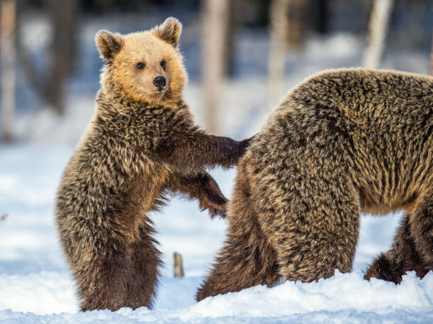 istock She-Bear and Cub on the snow. 1195967076