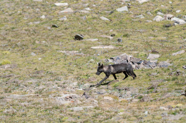 Rare Tibetan Wolf seen near Chang LA Pass, Ladakh,India Rare Tibetan Wolf seen near Chang LA Pass, Ladakh,India blue sheep photos stock pictures, royalty-free photos & images