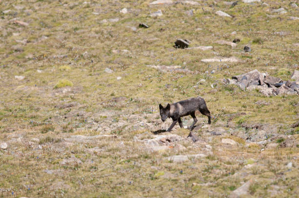 Rare Tibetan Wolf seen near Chang LA Pass, Ladakh,India Rare Tibetan Wolf seen near Chang LA Pass, Ladakh,India blue sheep photos stock pictures, royalty-free photos & images