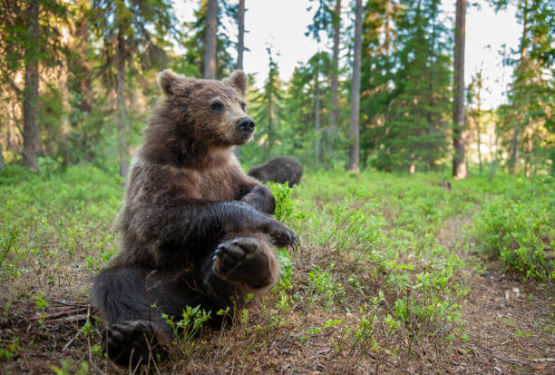 istock Brown Bear in the  summer forest. 1195970464