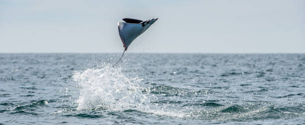 istock Mobula ray jumping out of the water. 1195970535