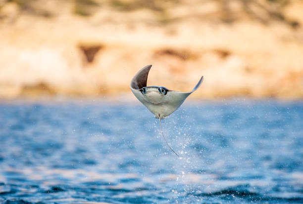 istock Mobula ray jumping out of the water. 1195970604