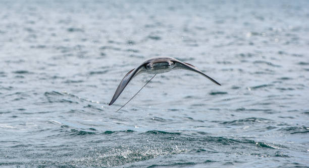 istock Mobula ray jumping out of the water. 1195970623
