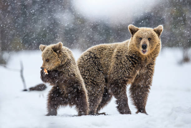 istock She-Bear and Cub on the snow. 1195970664