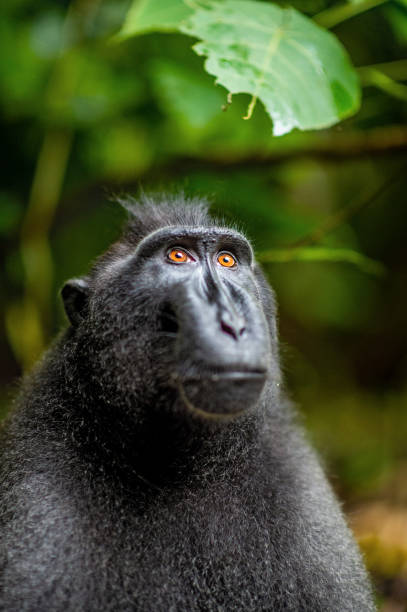 istock The Celebes crested macaque. 1195971200