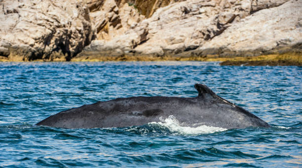 istock Humpback whale swimming in the Pacific Ocean. 1195971270