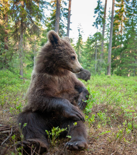 istock Brown Bear in the  summer forest. 1195971402