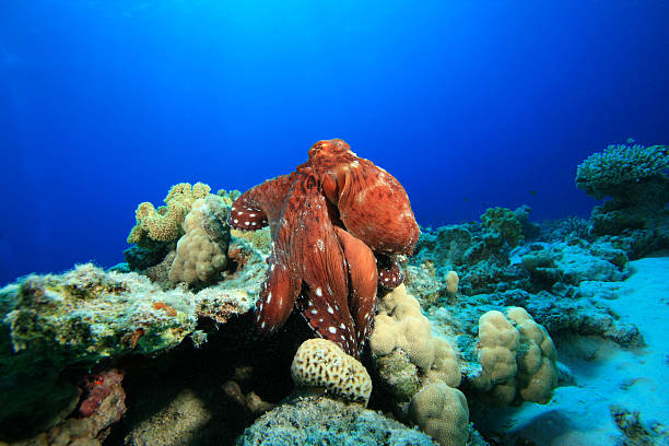 octopus briareus - day octopus imagens e fotografias de stock