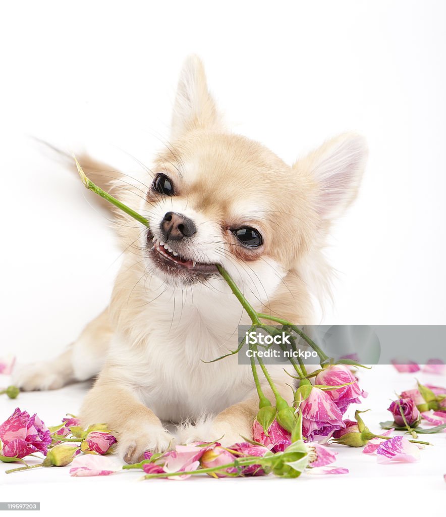 Chó Con Chihuahua Mỉm Cười Tặng Hoa Hồng Hồng Hình ảnh Sẵn có ...