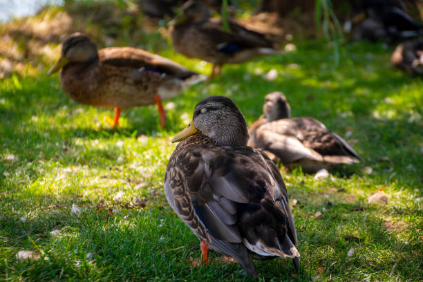 istock A cute duck sleeping standing up in the shade under a tree 1195972223
