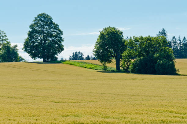Yellow field of wheat at summer day