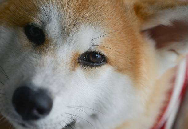 istock Purebred Akita Inu 1195975429