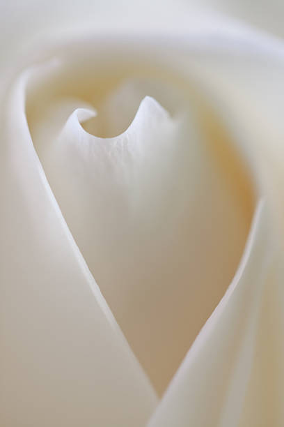 Suavizar Rosa Branca - fotografia de stock