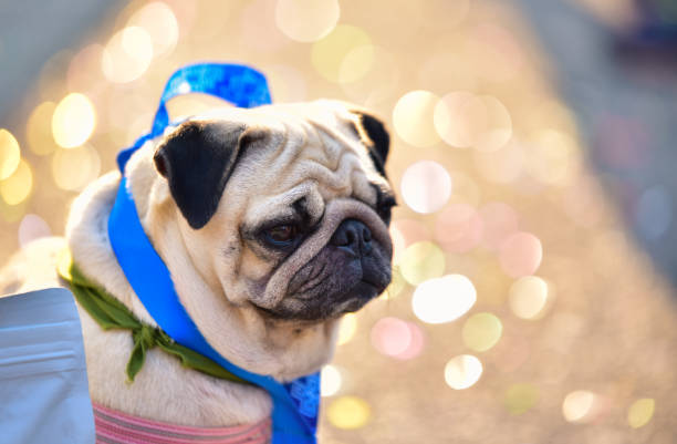 istock close up  cute pug dog is on the ground. 1195977606