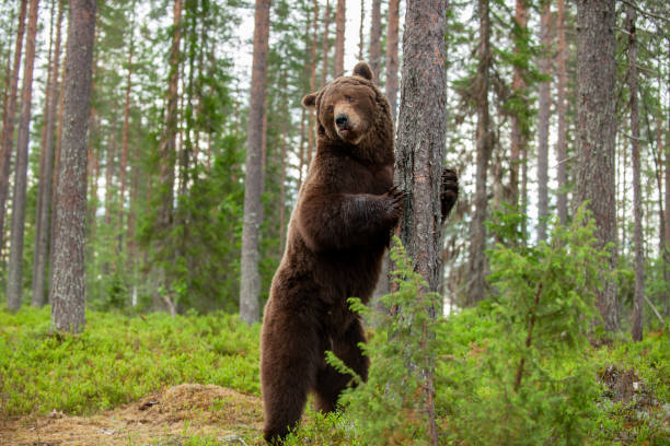 Brown Bear in the  summer forest.