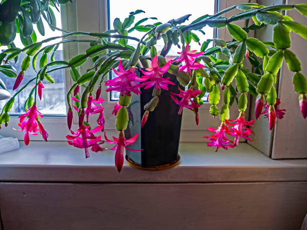 istock beautiful scarlet blooming Christmas cactus 1195979910