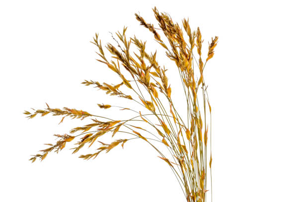 istock ears of wheat isolated on white background 1195980006
