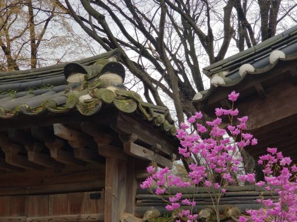 istock Rooftops and Purple Azaleas 1195980056