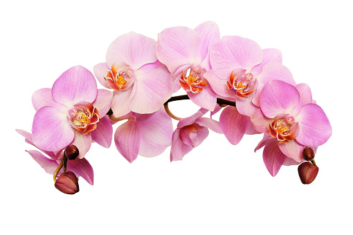 Pink orchid flowers in a waved floral arrangement isolated on white background