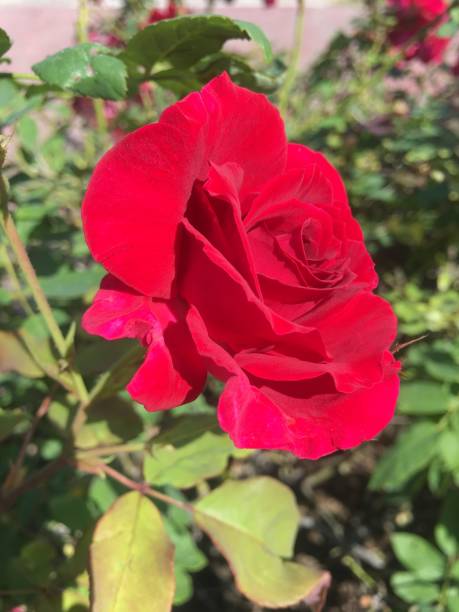 istock Red rose in the field 1195988391