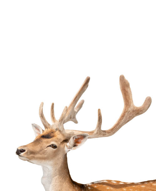 istock portrait of a red deer on white 1195989249